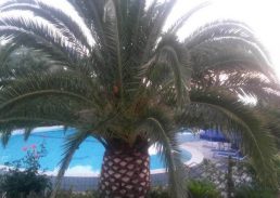 foto della piscina esterna con palma e fiori dell'hotel costa citara di forio