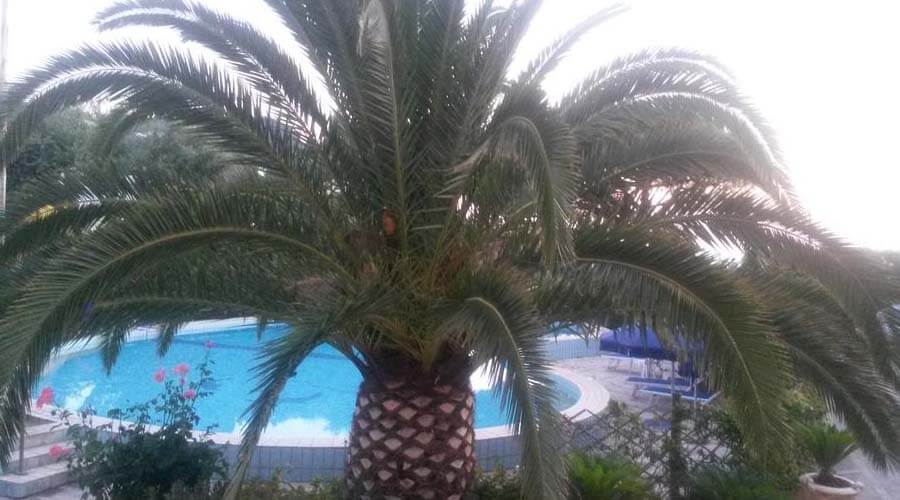 foto della piscina esterna con palma e fiori dell'hotel costa citara di forio